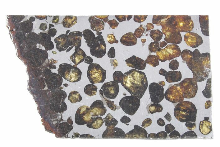 Polished Sericho Pallasite Meteorite ( g) Slice - Kenya #348922